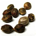 Семена марихуаны АК-47  (Seeds AK-47) в Олонце
